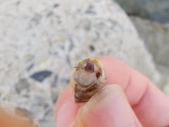 -碧海金沙