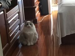 -Bastet sally猫舍购宠(静安店)