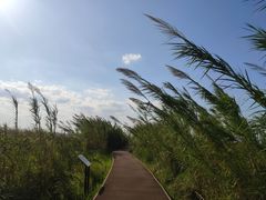 -漩门湾国家湿地公园