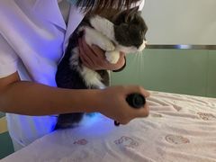 -乐派堂宠物医院·猫友好· 心脏科(东街店)