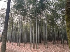 -十里琅珰