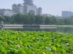 -莲花池公园