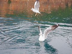 -丽江泸沽湖景区