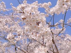 -高东镇樱花园
