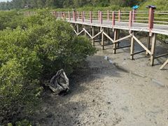 -北海金海湾红树林生态旅游区