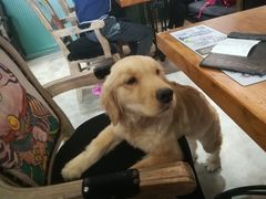 -more than meow吴止猫主题餐厅(承德 中船汇店)