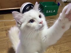 -屋虎猫馆(宝安大仟里店)