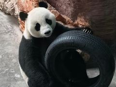 -石家庄市动物园