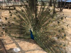 -祥源·阜阳生态乐园