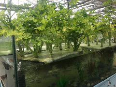 -上海都市菜园