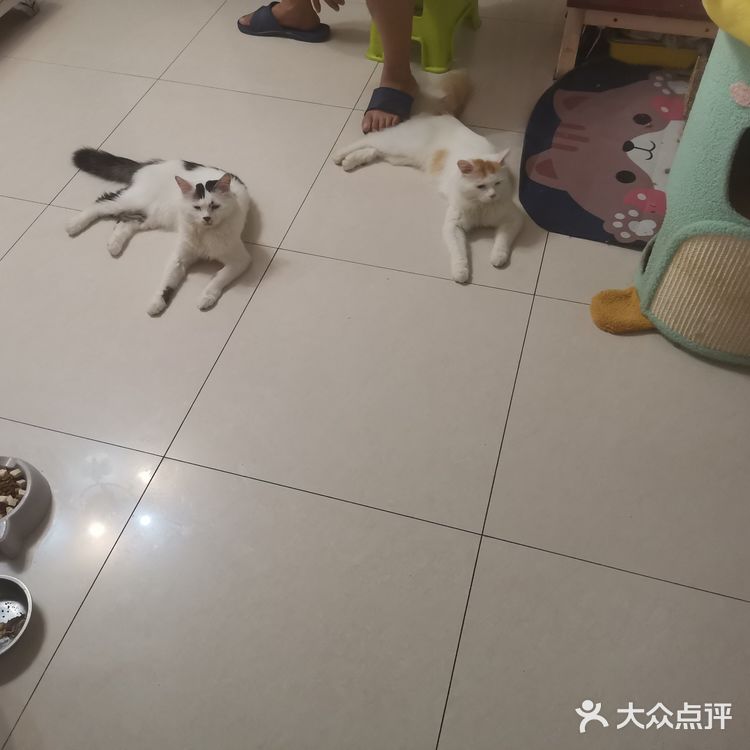 从救助到成为猫奴，从无奈到不舍只是不经意间