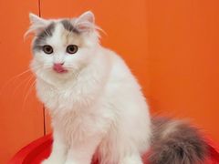 -三花喵·撸猫购宠·宠物生活馆(虹桥南丰城店)