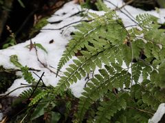 -西岭雪山大飞水景区