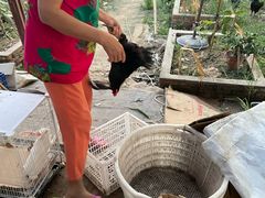 -马陆小张葡萄园农家乐