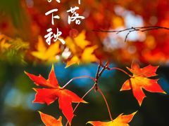 -五角枫生态旅游景区