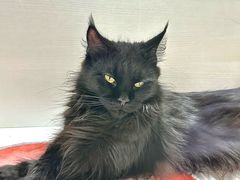 -青奢宠物·青奢猫舍