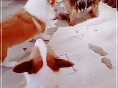 -浣熊柯尔鸭土拨鼠·电玩咖