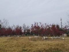 -两河城市森林公园