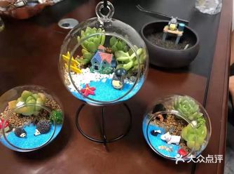 家里装修完需要一点鲜花装饰，很喜欢多肉，专门在点评上