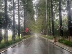 -黄海国家森林公园