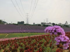 -紫颐香薰山谷景区