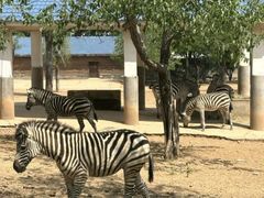 -石家庄市动物园