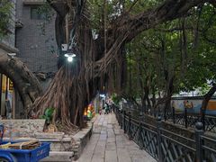 -小洲村
