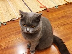 -猫友咖啡店(玉林西路店)