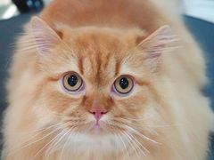 -momokira米努特·德文卷毛猫·棉花面纱犬