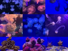 -青岛海底世界-水族馆