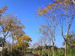-上海长兴岛郊野公园