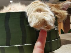 -藏猫猫咖啡主题馆(中央大道店)