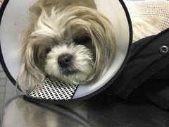 -瑞派福兴宠物医院犬猫全科·骨科·中西医结合(河东店)