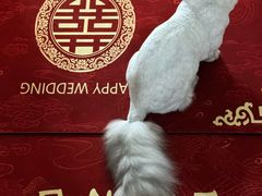 -老吴的猫·猫舍(新区店)