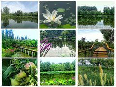 -东郊湿地公园