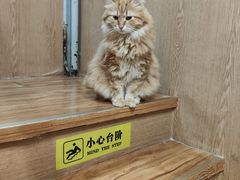 -MOCHA明星猫咖(田子坊店)