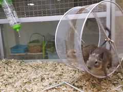 -藦茜花园宠物主题亲子互动体验馆(国顺东路店)