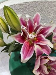 -薇薇安花系SPA