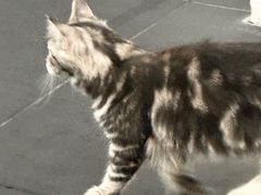 -AMRAP综合体能训练
