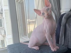 -纳吉亚猫专科动物医院博雅分院