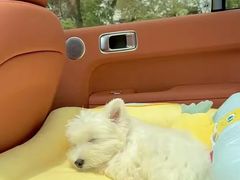 -瑞鹏宠物医院·普外科·影像科·皮肤科(城市山谷分院)