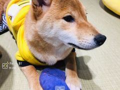 -逗柴咖啡屋·狗咖猫咖宠物桌游