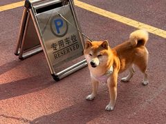 -心仪动物医院·牙专科·肿瘤·心脏科(西客站院)