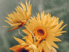 -奈雪的茶(亨特国际广场店)