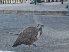 -J Create城市露营咖啡·简餐·宠物(上海动物园店)