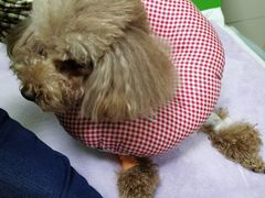 -爱侣·安琦尔宠物医院·中兽医针灸·心内科·狂犬免疫点(宝山区院)