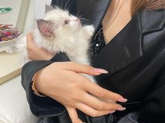 -lincat·猫舍(广州店)