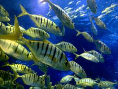 -太平洋海底世界