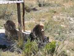 -新疆天山野生动物园