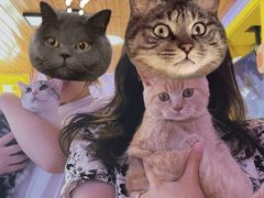 -十年猫舍·猫咪专门店(普陀店)
